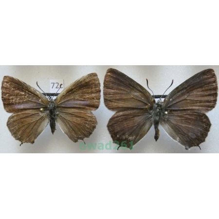 Favonius quercus (Linnaeus, 1758) pair Czech72c